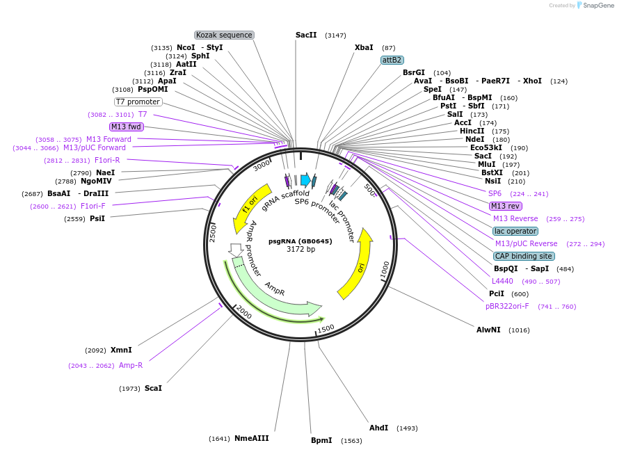 119062_map