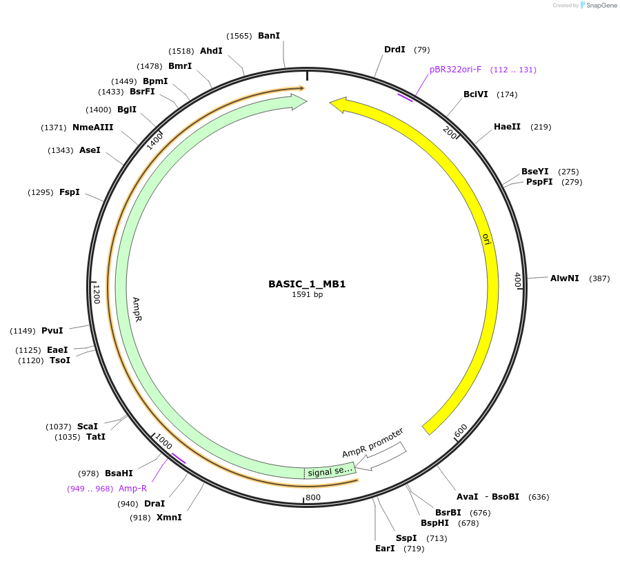 68135-plasmid-map-sequence-id-119099