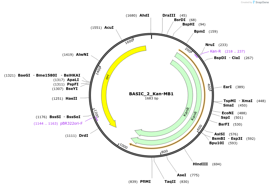 68136-plasmid-map-sequence-id-119100