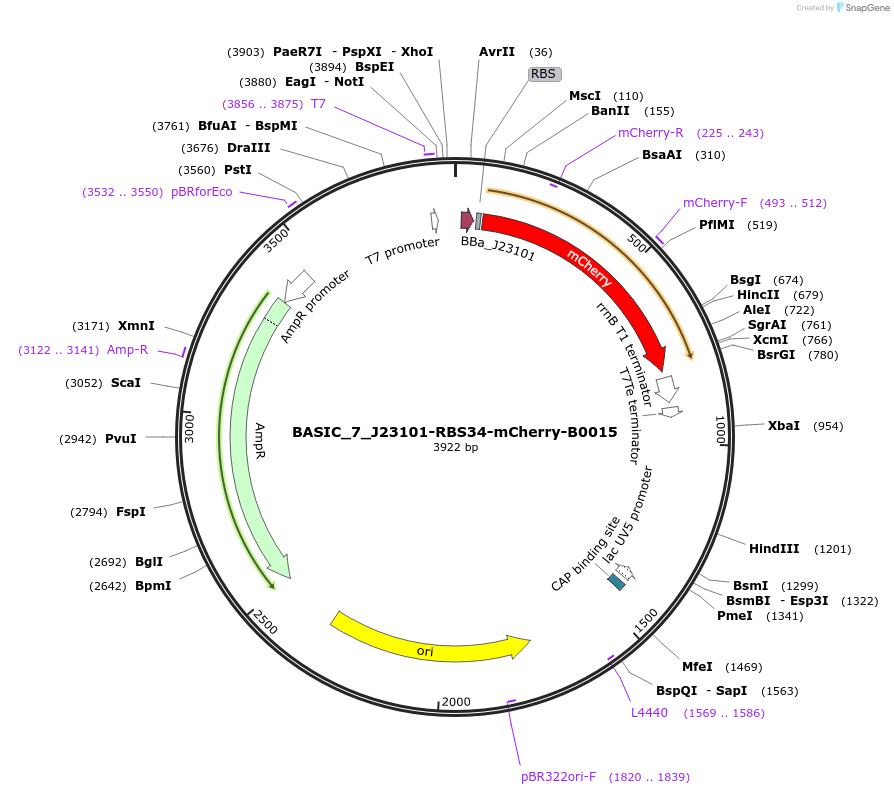 68141-plasmid-map-sequence-id-119105