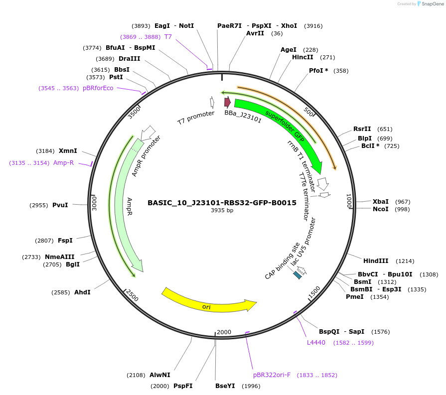 68144-plasmid-map-sequence-id-119108