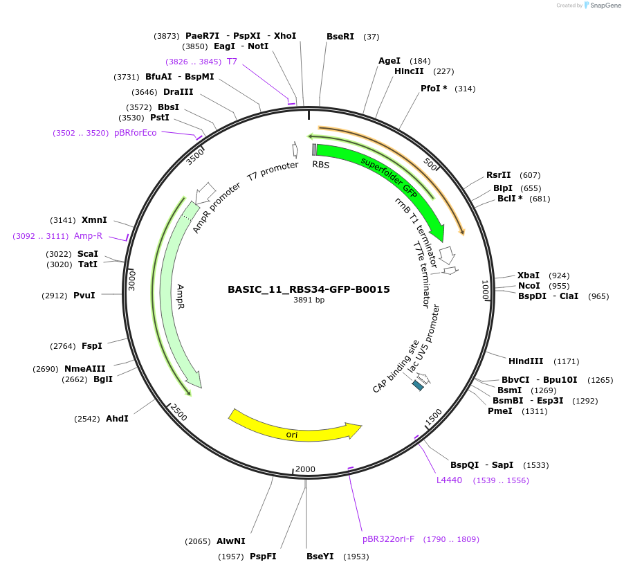 68145-plasmid-map-sequence-id-119109