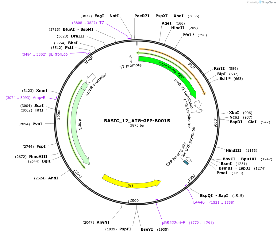 68146-plasmid-map-sequence-id-119110