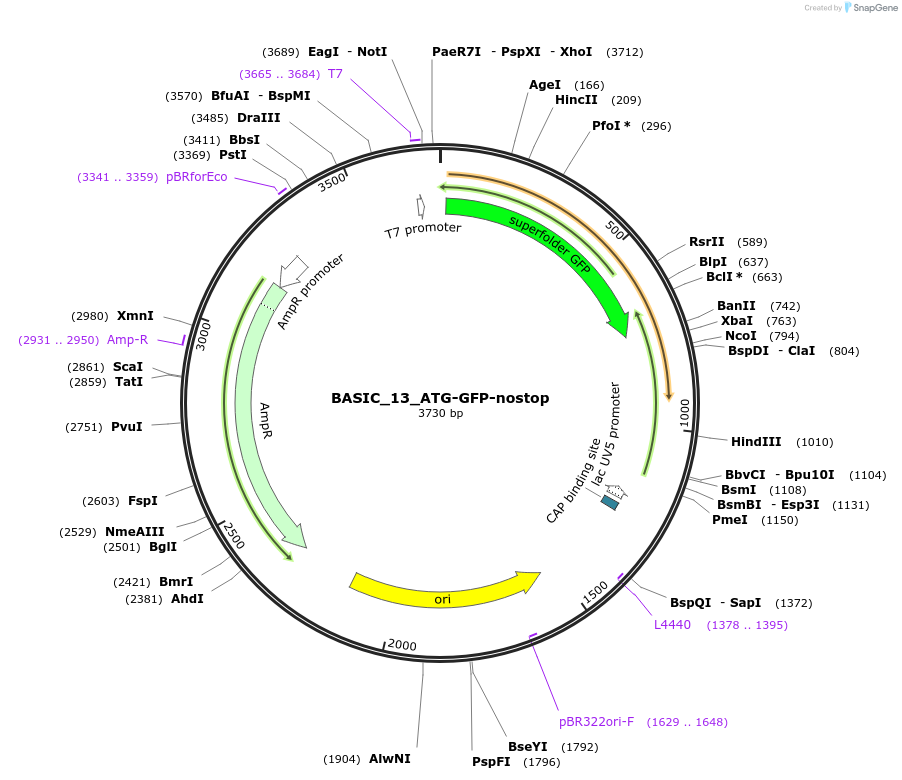 68147-plasmid-map-sequence-id-119112