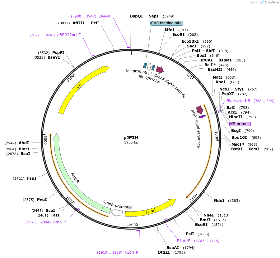 63897-plasmid-map-sequence-id-119140