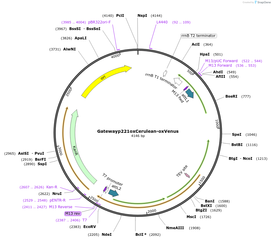 68047-plasmid-map-sequence-id-119163