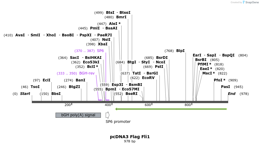 119185_map