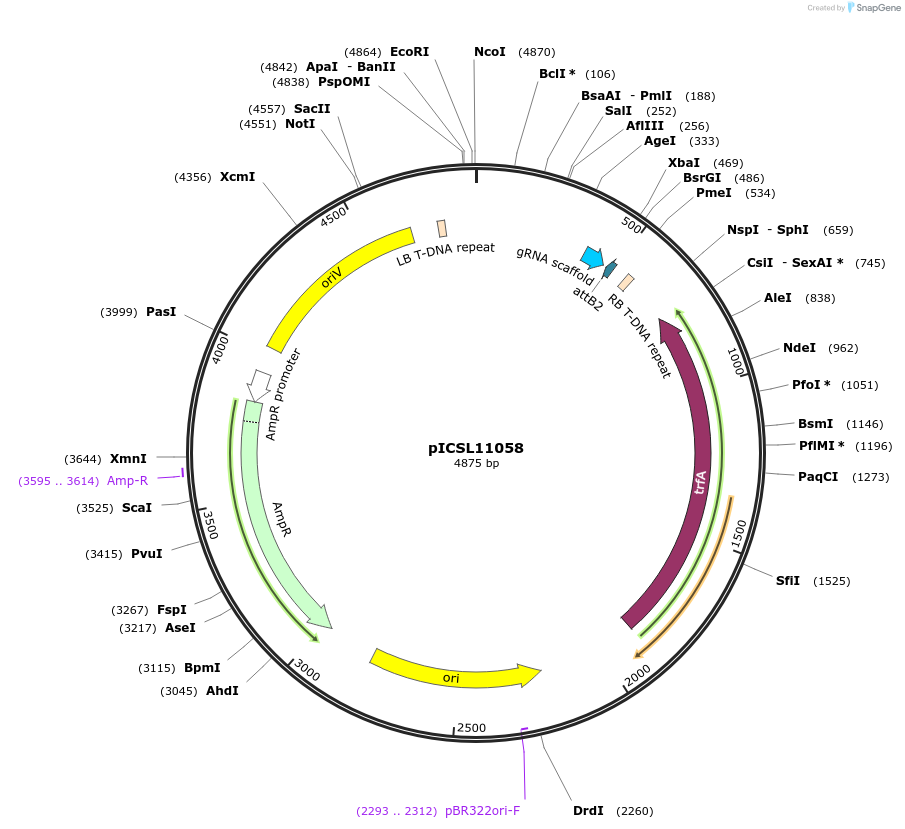 68254-plasmid-map-sequence-id-119199