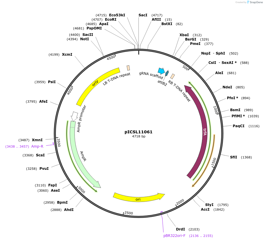 68255-plasmid-map-sequence-id-119200