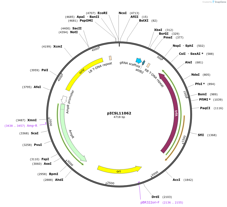 68256-plasmid-map-sequence-id-119201