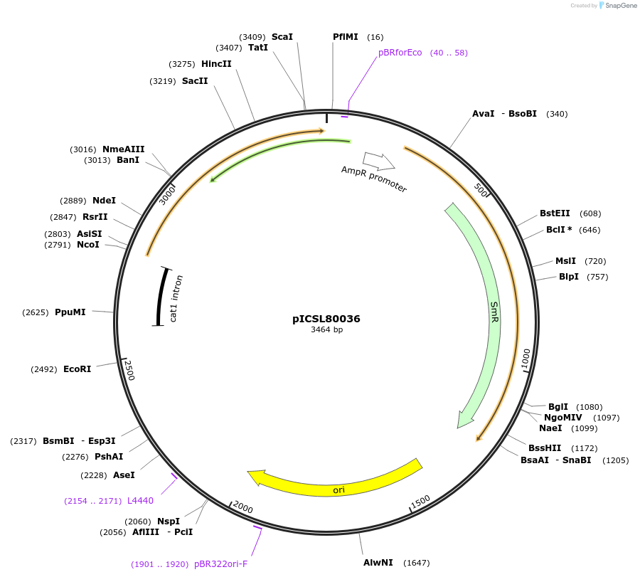 68259-plasmid-map-sequence-id-119204