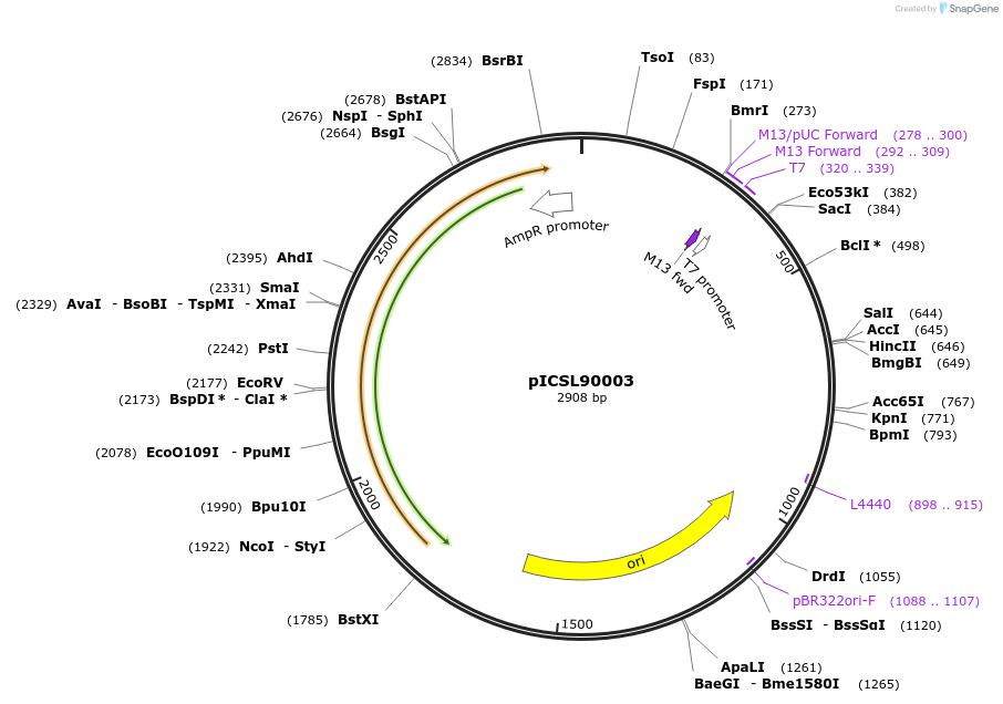 68262-plasmid-map-sequence-id-119207