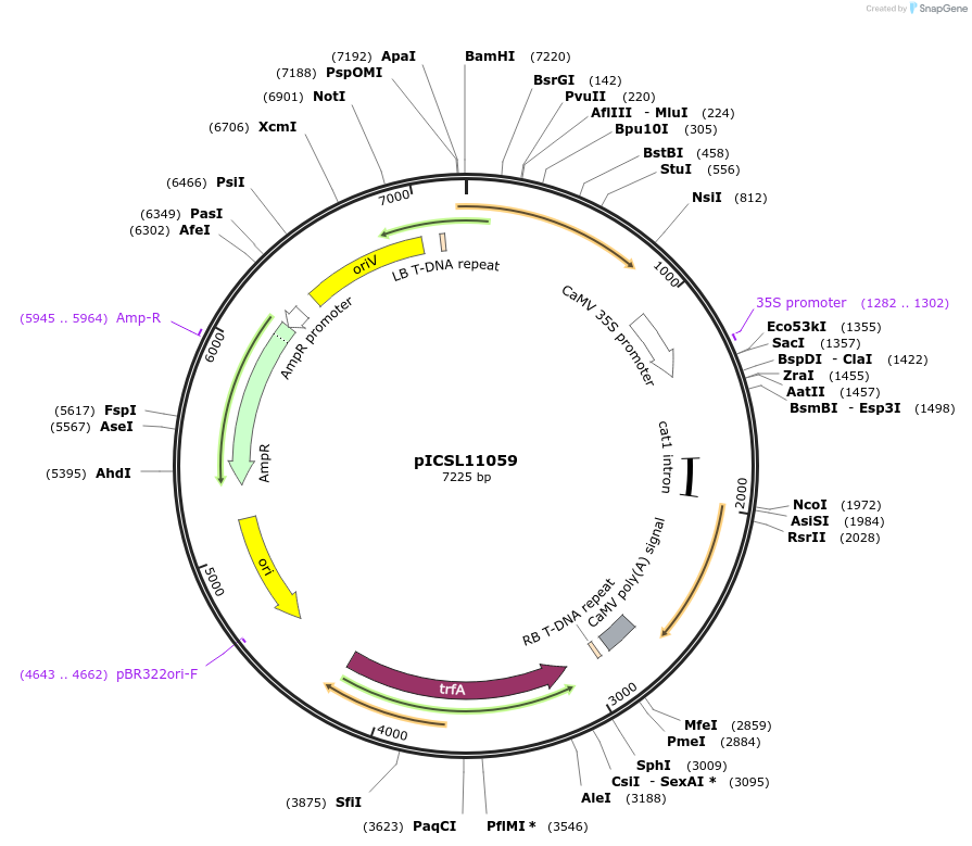 68263-plasmid-map-sequence-id-119208