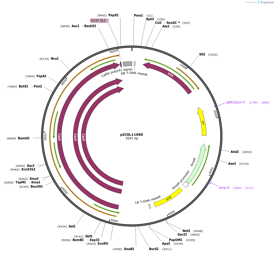 68264-plasmid-map-sequence-id-119209