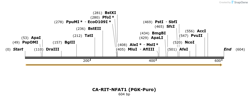 119262_map