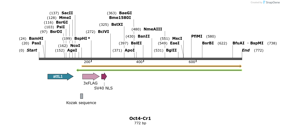 119273_map