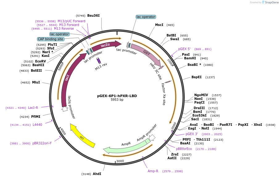 67769-plasmid-map-sequence-id-119304