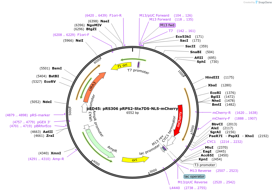 68274-plasmid-map-sequence-id-119429