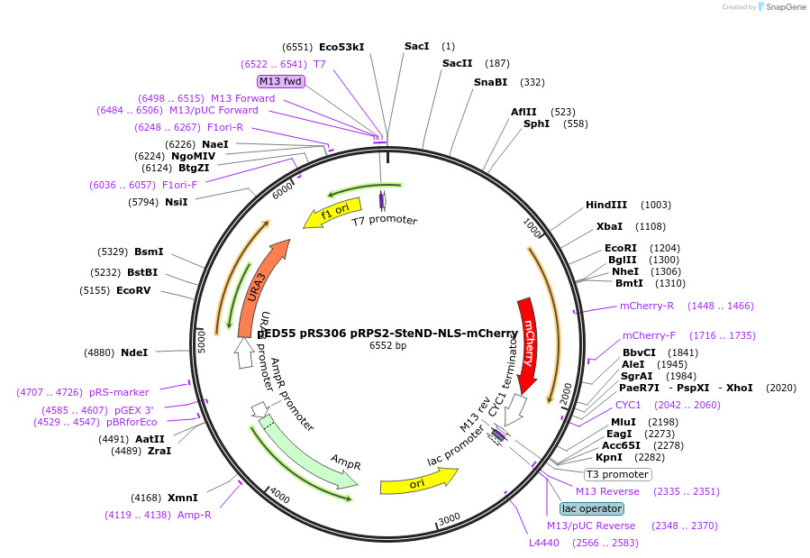 68277-plasmid-map-sequence-id-119434