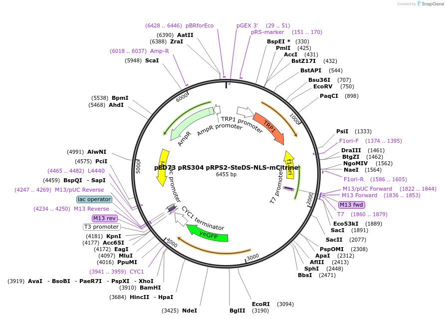 68278-plasmid-map-sequence-id-119436