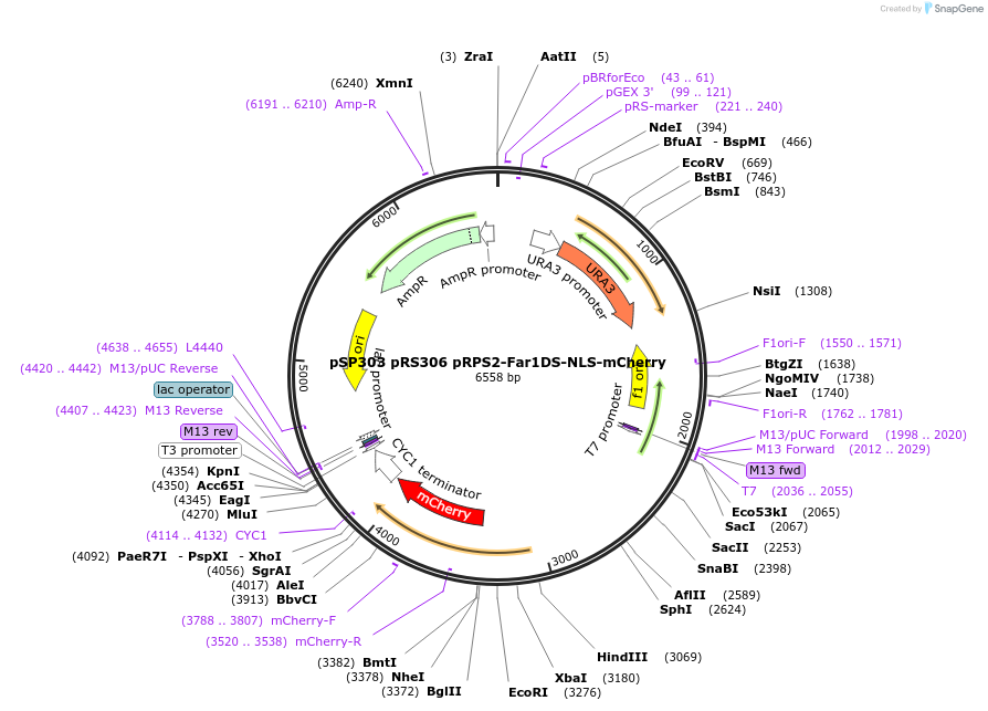 68279-plasmid-map-sequence-id-119438