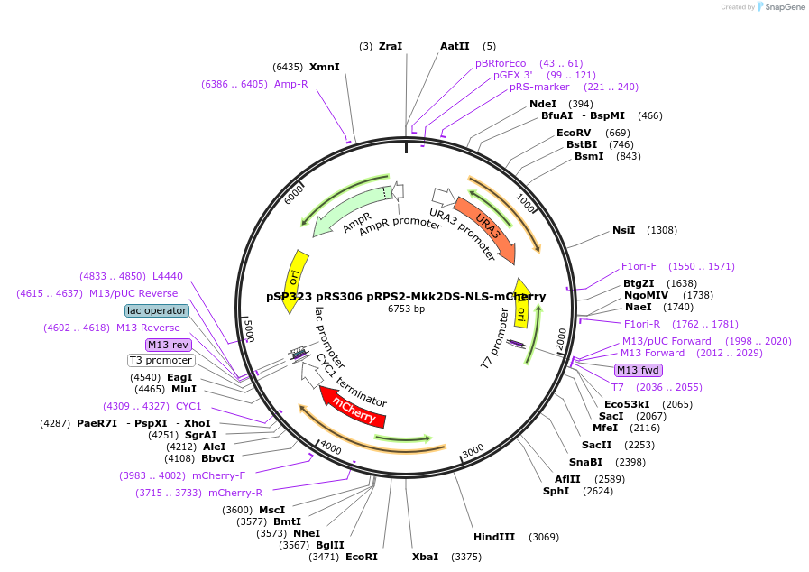 68280-plasmid-map-sequence-id-119441