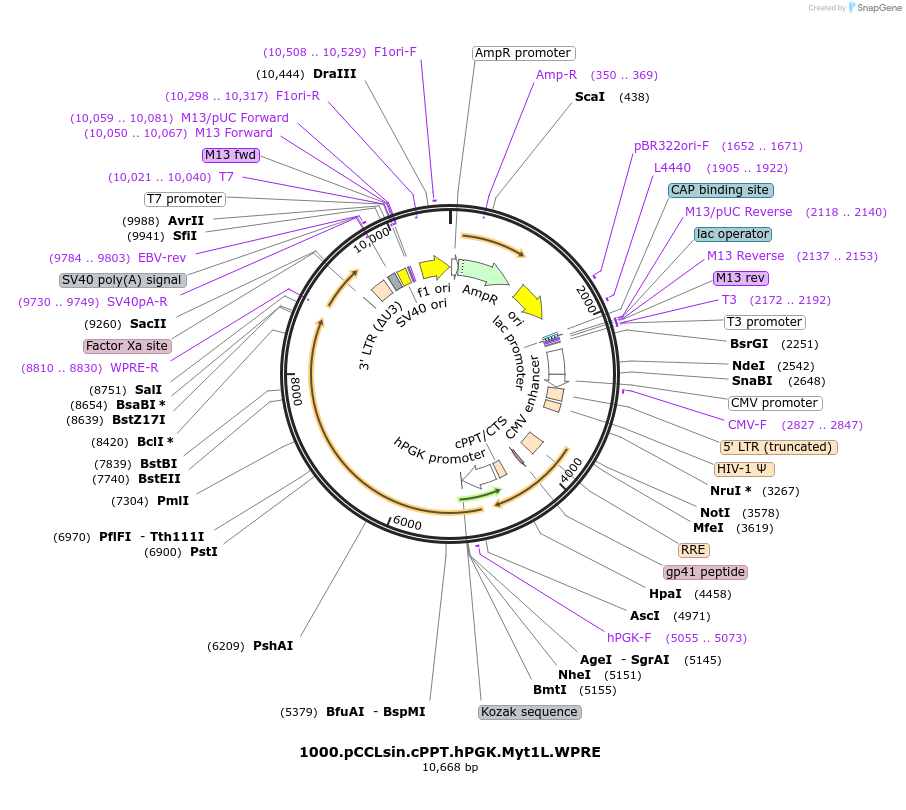 67292-plasmid-map-sequence-id-119450
