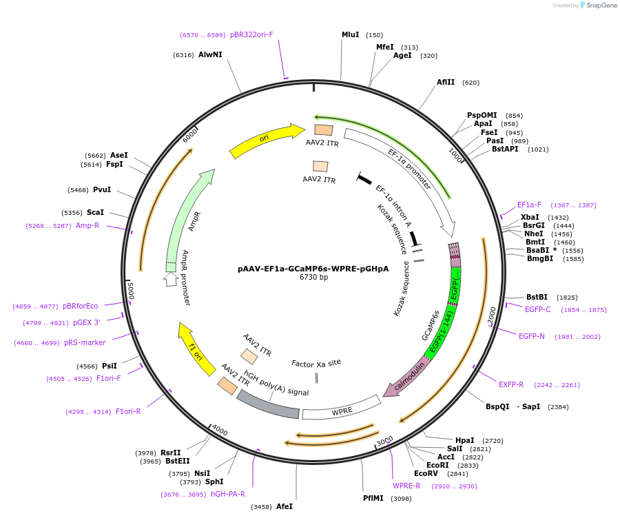 67526-plasmid-map-sequence-id-119460