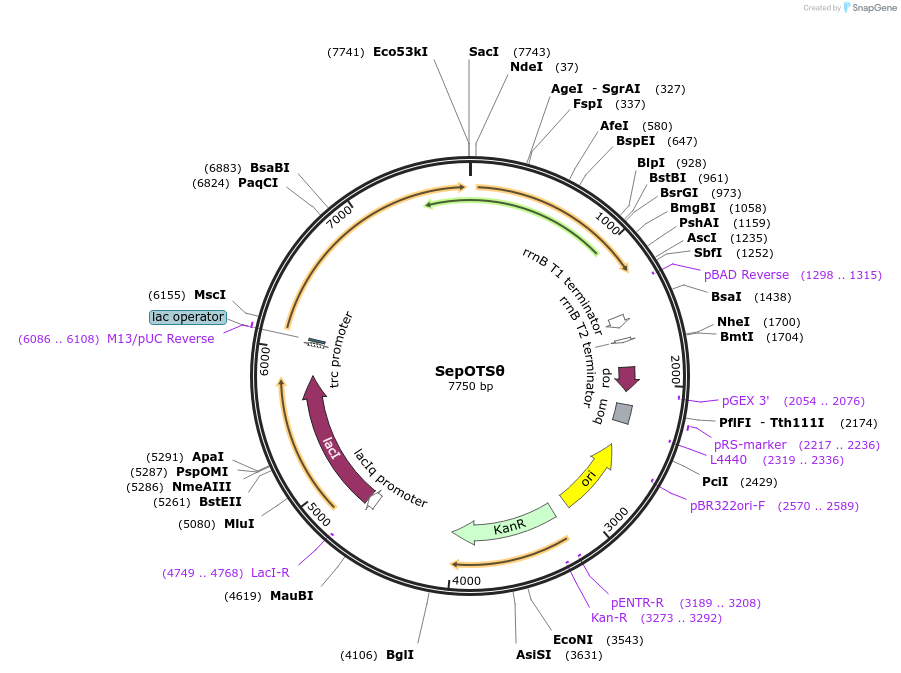68289-plasmid-map-sequence-id-119486