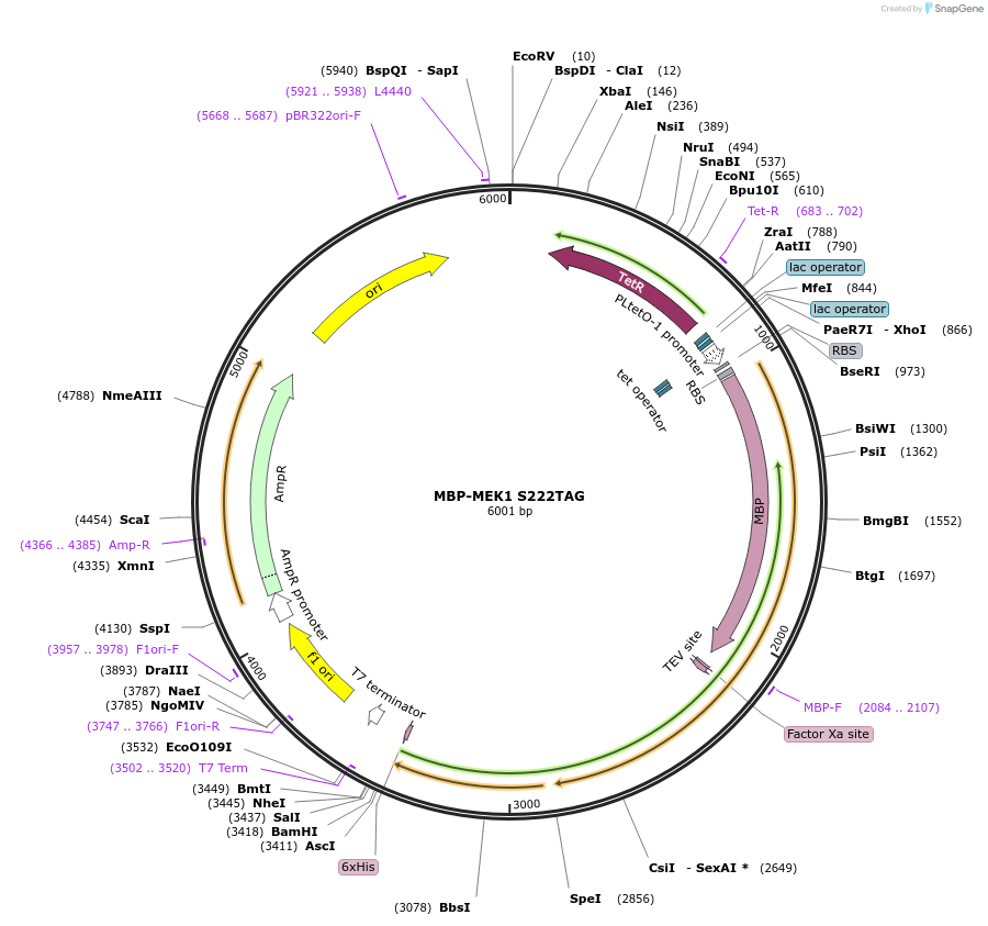 68302-plasmid-map-sequence-id-119495