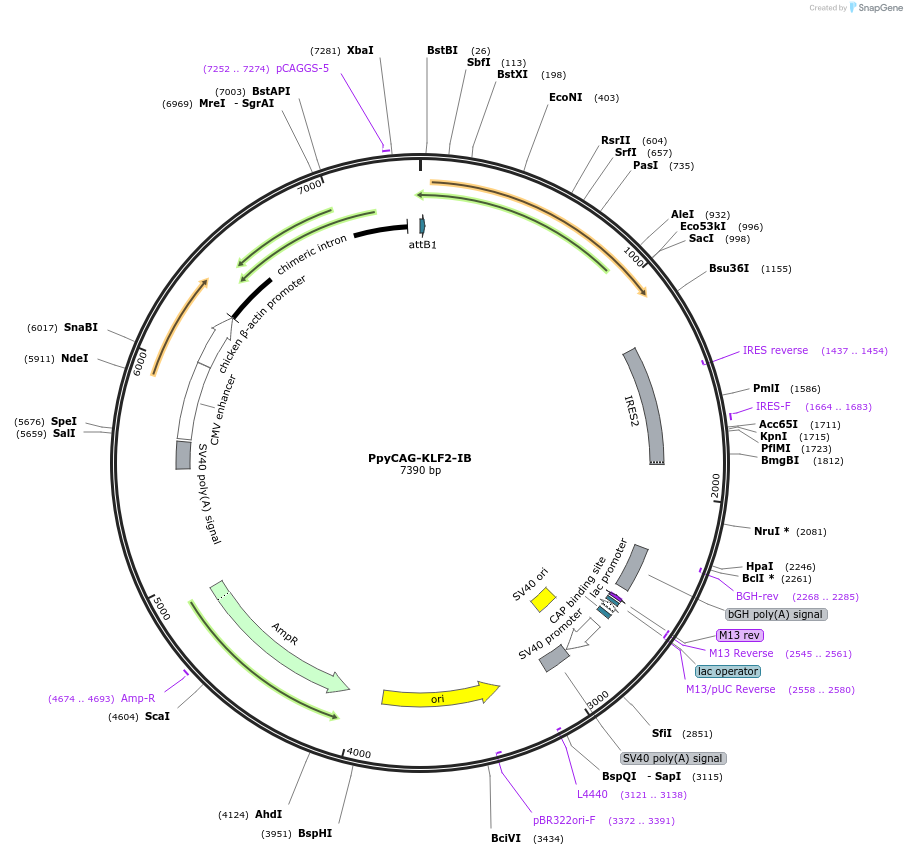 60441-plasmid-map-sequence-id-119503