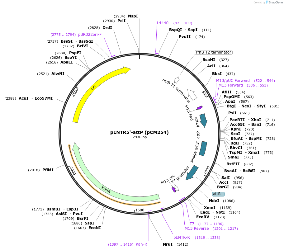 68311-plasmid-map-sequence-id-119505