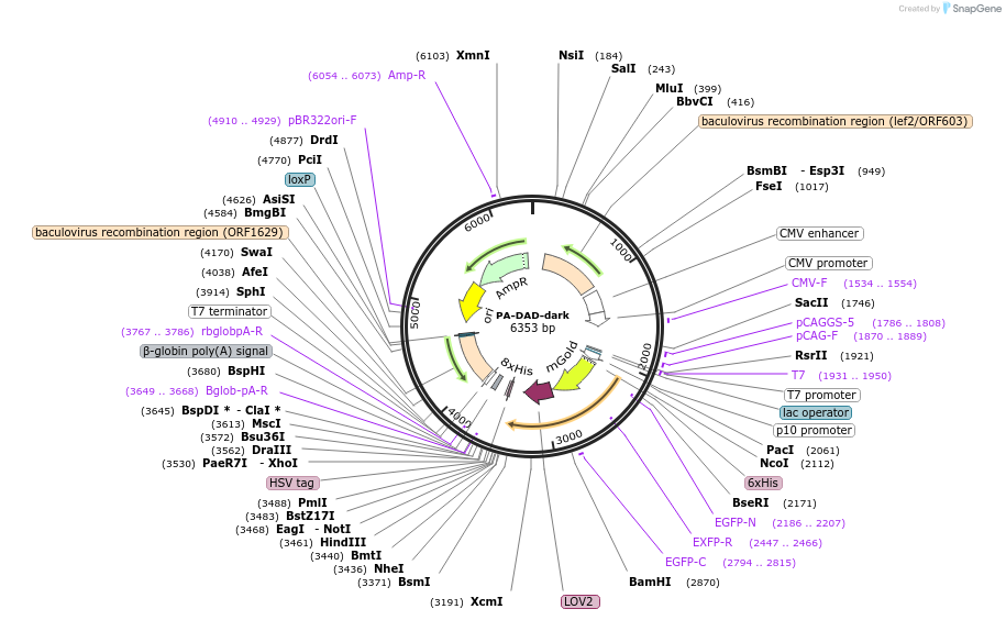 53096-plasmid-map-sequence-id-119521