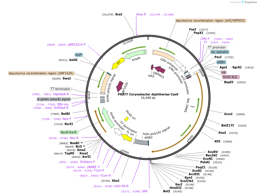 68314-plasmid-map-sequence-id-119522