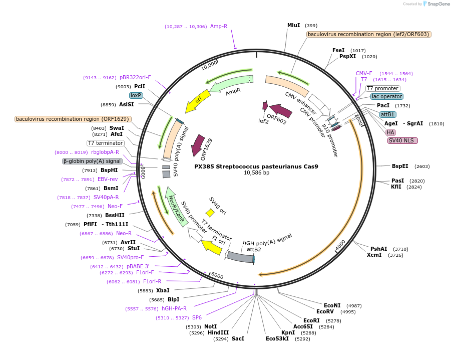 68322-plasmid-map-sequence-id-119537