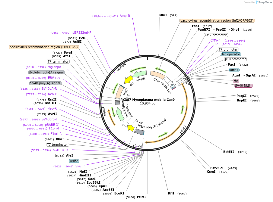 68324-plasmid-map-sequence-id-119539