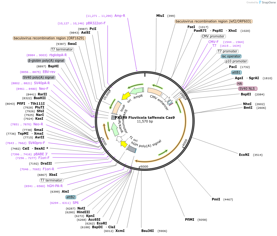68326-plasmid-map-sequence-id-119542