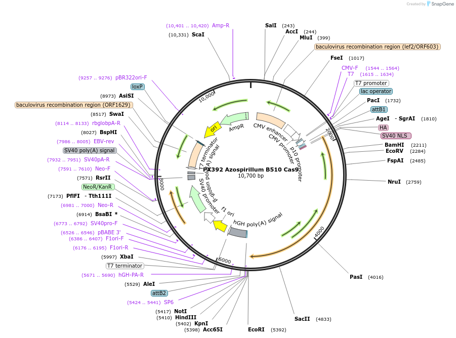 68329-plasmid-map-sequence-id-119551