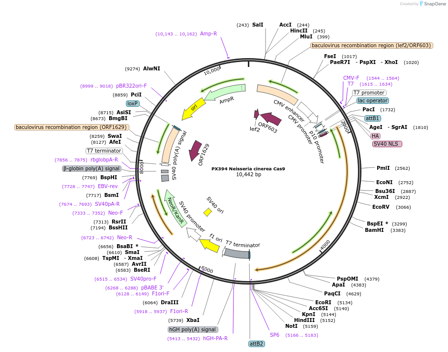 68331-plasmid-map-sequence-id-119554