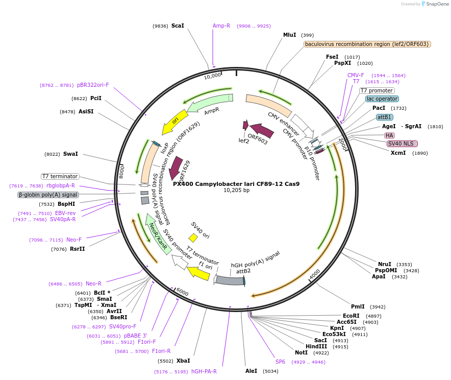 68336-plasmid-map-sequence-id-119558