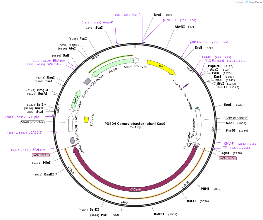 68338-plasmid-map-sequence-id-119561