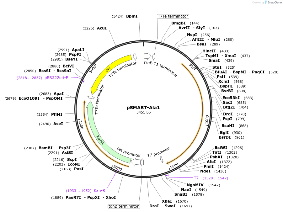 65814-plasmid-map-sequence-id-119580