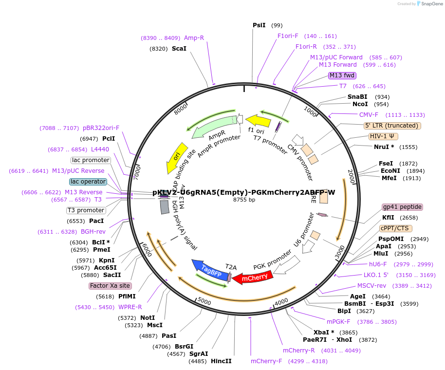 67985-plasmid-map-sequence-id-119603