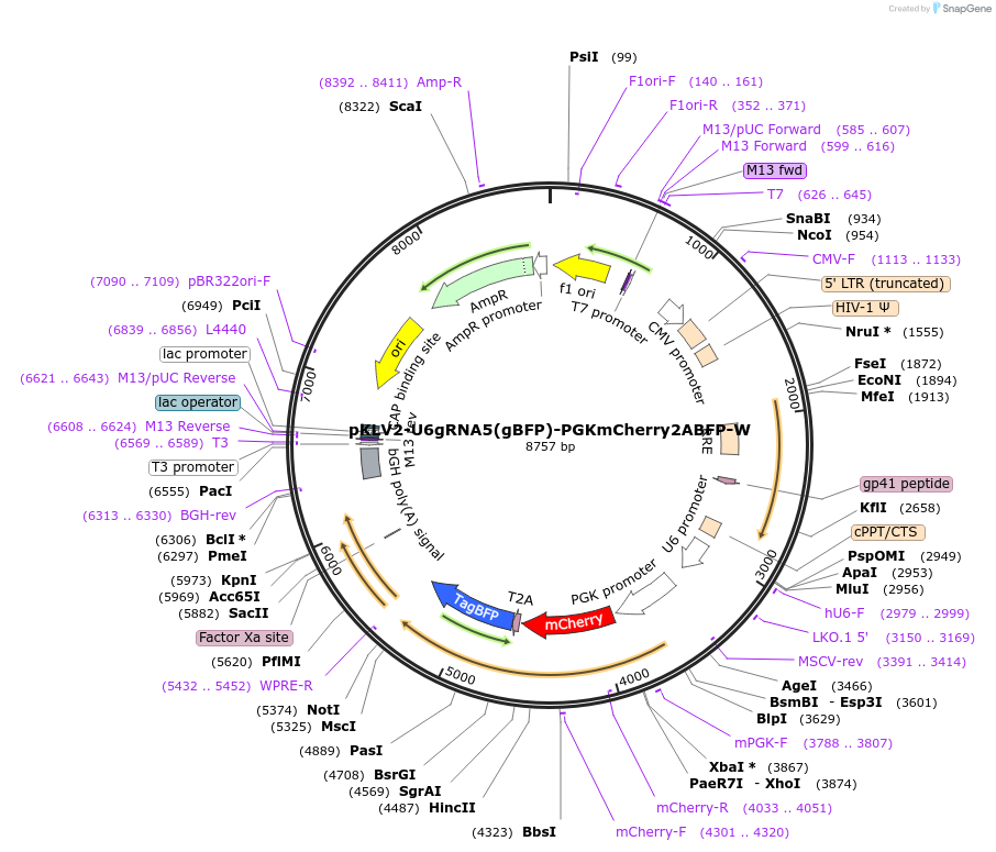 67986-plasmid-map-sequence-id-119604