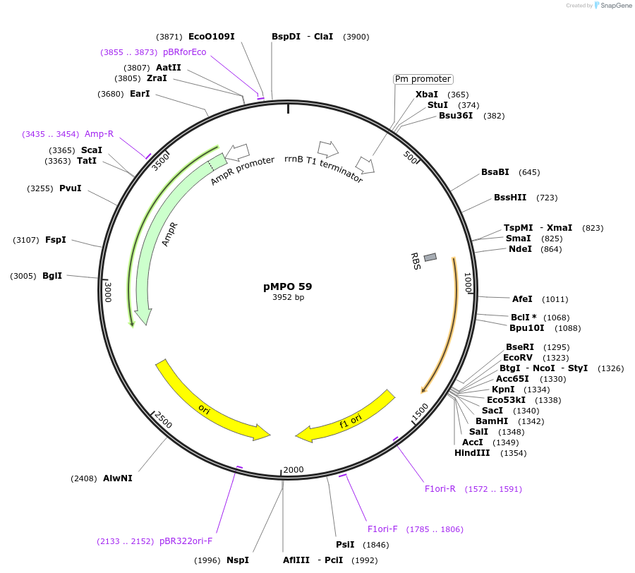 68364-plasmid-map-sequence-id-119616
