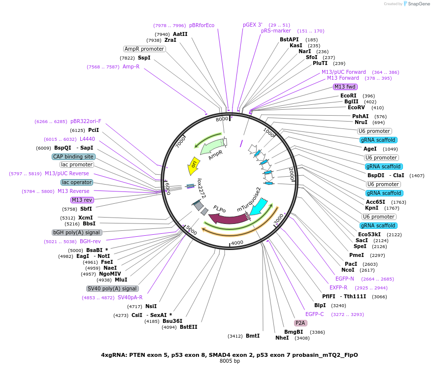 68356-plasmid-map-sequence-id-119628