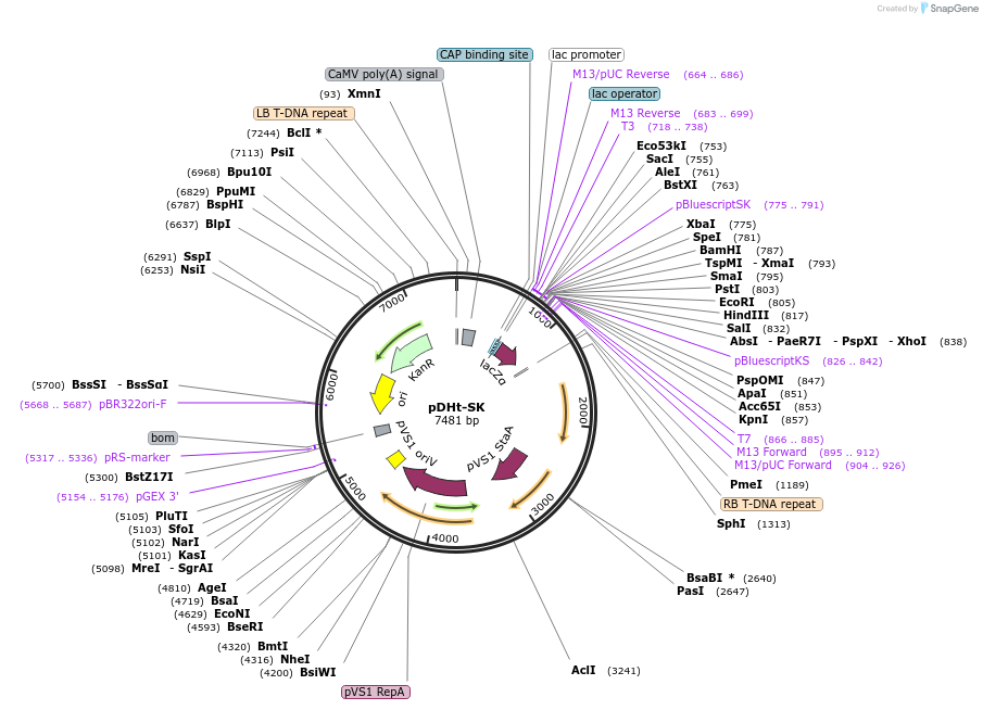 63615-plasmid-map-sequence-id-119641