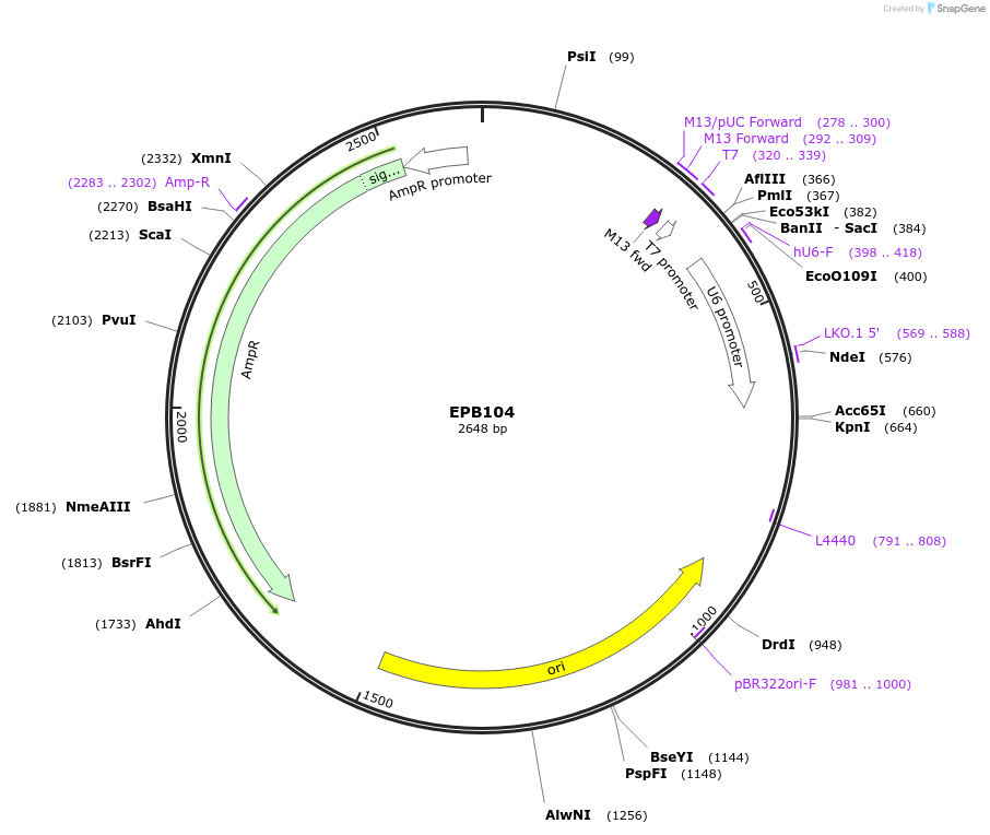 68369-plasmid-map-sequence-id-119654