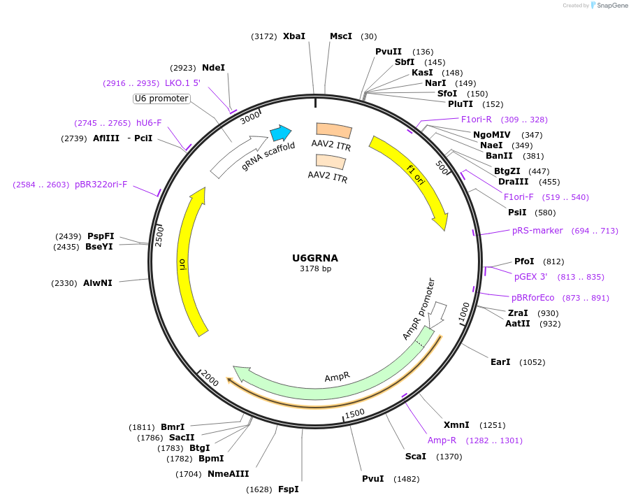 68370-plasmid-map-sequence-id-119655