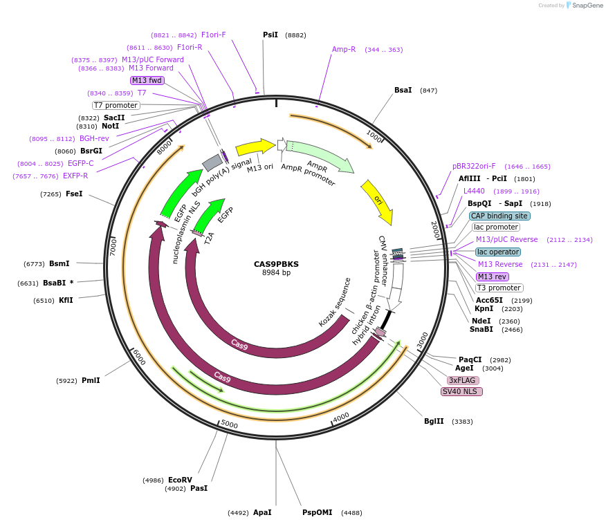 68371-plasmid-map-sequence-id-119656